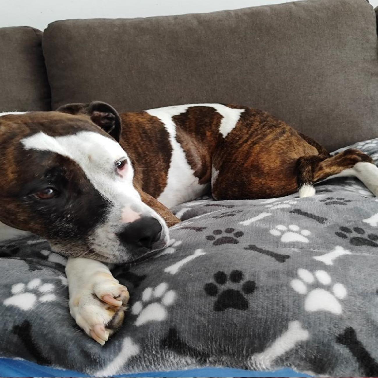 alfombra para perro de invierno
