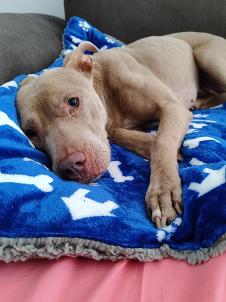 cama mascota invierno sherpa azul grande