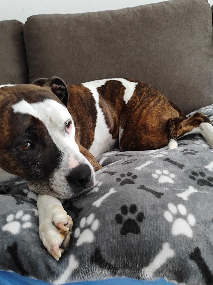 manta mascota invierno para perro gris sofa