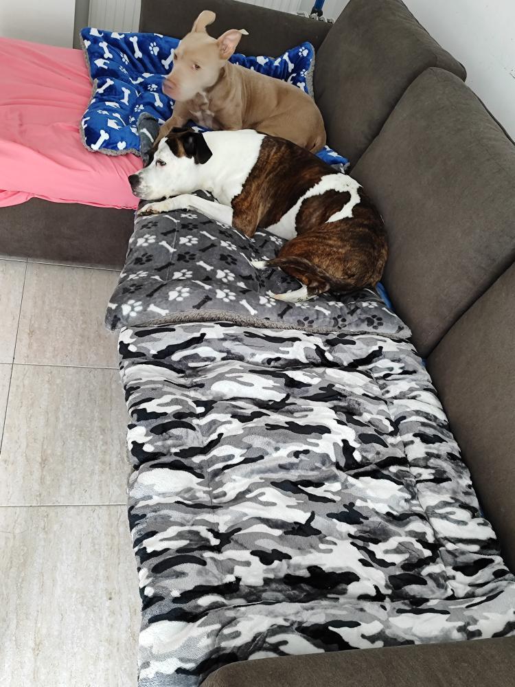 cama mascota invierno sherpa azul grande