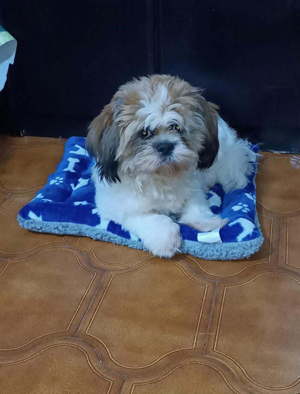 cama mascota invierno sherpa azul pequeño