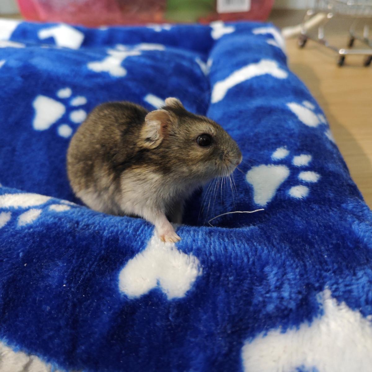 cama mascota invierno sherpa azul grande